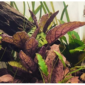 ХЕМИГРАФИС ЦВЕТНОЙ КОЛОРАТА - Hemigraphis colorata