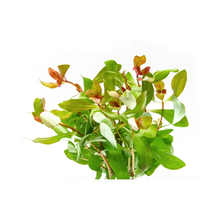 АММАНИЯ ИЗЯЩНАЯ - Ammania gracilis