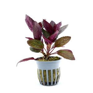 ХЕМИГРАФИС ШИРОКОЛИСТНЫЙ