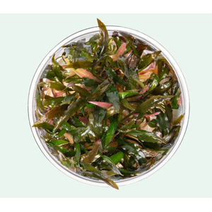 КРИПТОКОРИНА УОКЕРА - Cryptocoryne walkeri