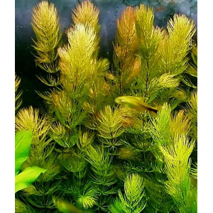 ЛИСИЙ ХВОСТ РОГОЛИСТНИК