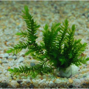 МОХ КЛЮЧЕВОЙ, ФОНТИНАЛИС - Fontinalis antipyretica