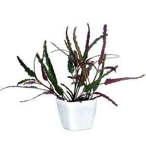 ХЕМИГРАФИС " ЯЗЫК ДРАКОНА "