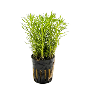 ПОГОСТЕМОН ЭРЕКТУС - Pogostemon erectus