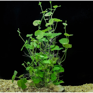 ГИДРОКОТИЛА БЕЛОГОЛОВАЯ - Hydrocotyle leucocephala