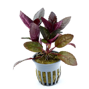 ХЕМИГРАФИС ШИРОКОЛИСТНЫЙ