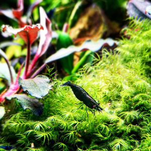 Мох Феникс (Fissidens fontanus)