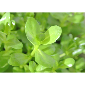БАКОПА МАДАГАСКАРСКАЯ - Bacopa madagascariensis