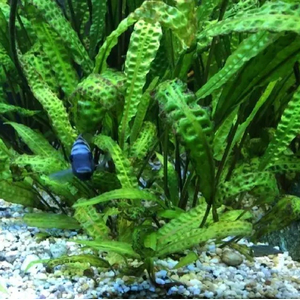 КРИПТОКОРИНА АПОНОГЕТОН 70 см - Cryptocoryne aponogetifolia
