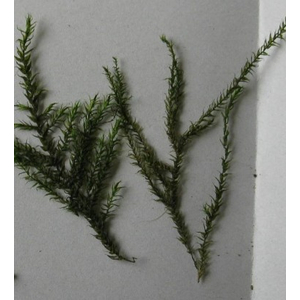 МОХ СТРИНГ - Leptodictyum riparium Stringy