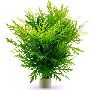 Гигрофила синема (Hygrophila difformis)