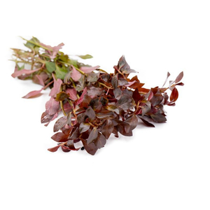 ЛЮДВИГИЯ ПЕРУАНСКАЯ (ДАЙМОНД) - Ludwigia peruensis diamondЛЮДВИГИЯ ПЕРУАНСКАЯ (ДАЙМОНД) - Ludwigia peruensis diamond