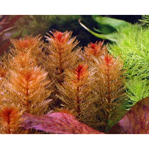 ПЕРИСТОЛИСТНИК КРАСНЫЙ  - Myriophyllum matogrossensis