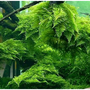 МОХ ГИГАНТ ЮЖНОЙ АМЕРИКИ на плитке - Moss sp. Giant South America