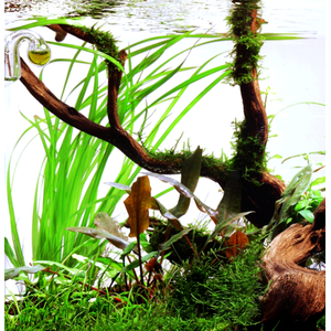 ЦИПЕРУС ХЕЛФЕРА - Cyperus helferi