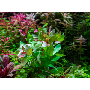 АММАНИЯ ИЗЯЩНАЯ - Ammania gracilis