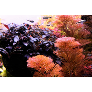 Кабомба водная красная (Cabomba furcata)