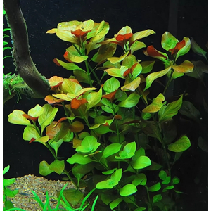 Людвигия зеленая (Ludwigia palustris «Green»)