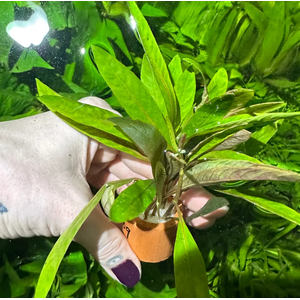 ЛИМОННИК ИВОЛИСТНЫЙ КРАСНЫЙ - Hygrophila salicifolia