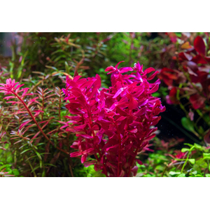 РОТАЛА МАКРАНДРА розовая мини - Rotala macrandra mini pink