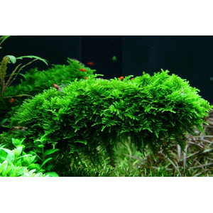 МОХ КРИСТМАС - Vesicularia montagnei