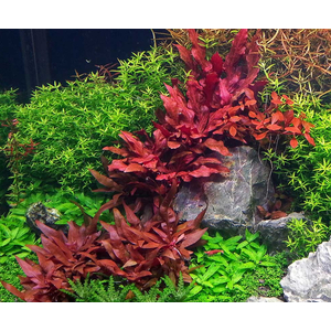 АЛЬТЕРНАНТЕРА РЕЙНЕКА - Alternanthera reineckii