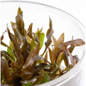 КРИПТОКОРИНА УОКЕРА - Cryptocoryne walkeri