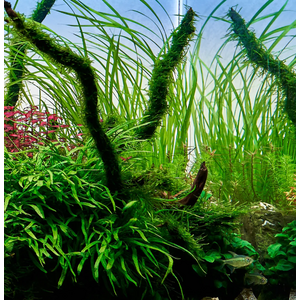 ЦИПЕРУС ХЕЛФЕРА - Cyperus helferi