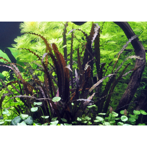 АПОНОГЕТОН КУРЧАВЫЙ - Aponogeton crispus