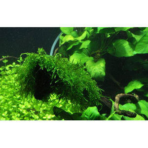 МОХ ВИПИНГ, плакучий - Vesicularia ferriei, Weeping Moss