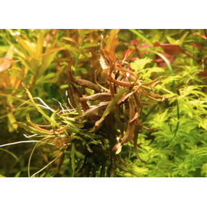 НИЗЕЯ КРАСНАЯ - Nesaea praetermissaНИЗЕЯ КРАСНАЯ - Nesaea praetermissa