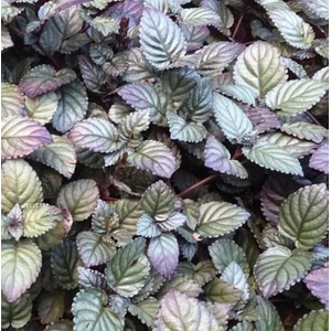 ХЕМИГРАФИС ЦВЕТНОЙ КОЛОРАТА - Hemigraphis colorata