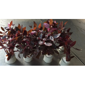 АЛЬТЕРНАНТЕРА СЕССИЛИС - Alternanthera sessilis