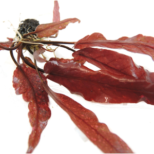 БАРКЛАЙЯ (КЛУБЕНЬ) ДЛИННОЛИСТНАЯ КРАСНАЯ - Barclaya longifolia 'Red' bulb