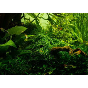 МОХ ТАЙВАНЬ - Taxiphyllum alternans