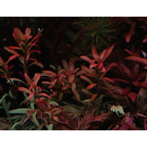 АММАНИЯ СУЛАВЕСИ - Ammania sp. Sulawesi