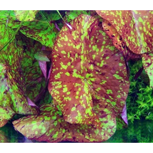 Нимфея микранта - Nymphaea micranthaНимфея микранта - Nymphaea micrantha