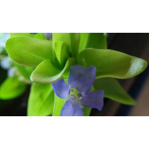 БАКОПА КАРОЛИНСКАЯ - Bacopa caroliniana