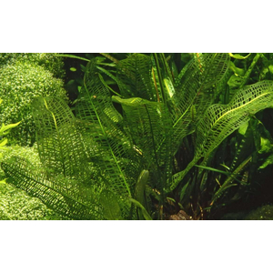 Апоногетон мадагаскарский (Aponogeton madagascariensis)