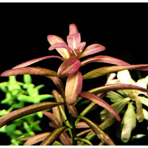 АММАНИЯ СУЛАВЕСИ - Ammania sp. Sulawesi