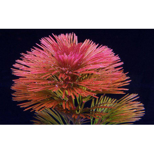 Кабомба водная красная (Cabomba furcata)