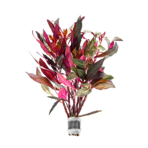 АЛЬТЕРНАНТЕРА РЕЙНЕКА - Alternanthera reineckii