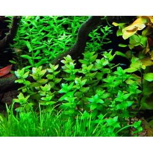 БАКОПА КАРОЛИНСКАЯ - Bacopa caroliniana