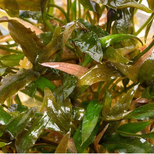 КРИПТОКОРИНА УОКЕРА - Cryptocoryne walkeri