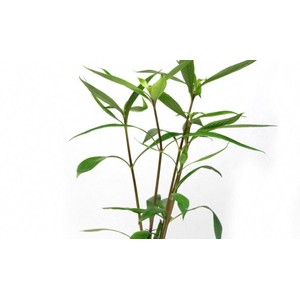 ЛИМОННИК ИВОЛИСТНЫЙ КРАСНЫЙ - Hygrophila salicifolia