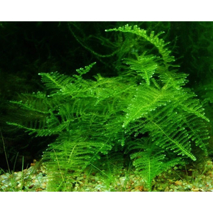 МОХ ТАЙВАНЬ - Taxiphyllum alternans