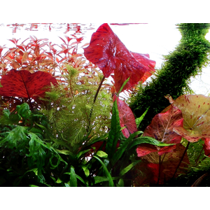 Нимфея красная (Nymphaea lotus «Red»)