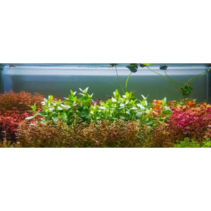 ЛЮДВИГИЯ ПЕРУАНСКАЯ (ДАЙМОНД) - Ludwigia peruensis diamond