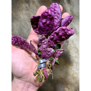 ХЕМИГРАФИС ШИРОКОЛИСТНЫЙ