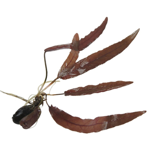 БАРКЛАЙЯ (КЛУБЕНЬ) ДЛИННОЛИСТНАЯ КРАСНАЯ - Barclaya longifolia 'Red' bulb